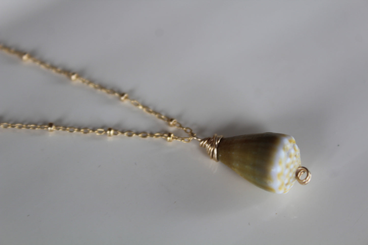 Green cone shell